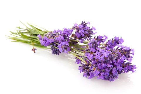 Aceite Esencial de Lavanda